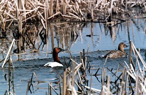 Duck, Canvasback 2 B02P04I02